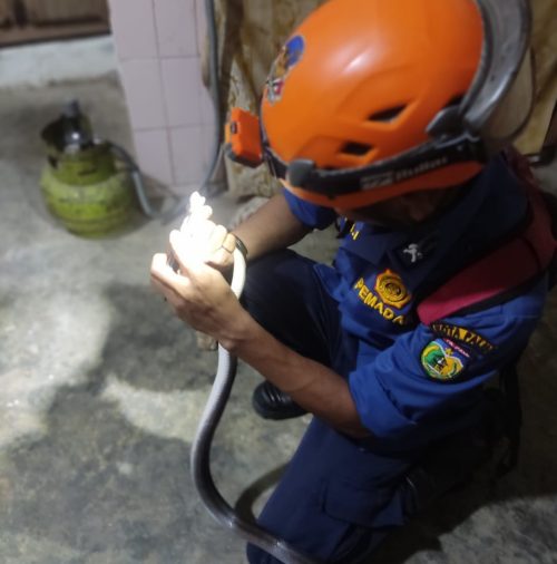 foto: Damkar Kota Palu amankan ular berbisa